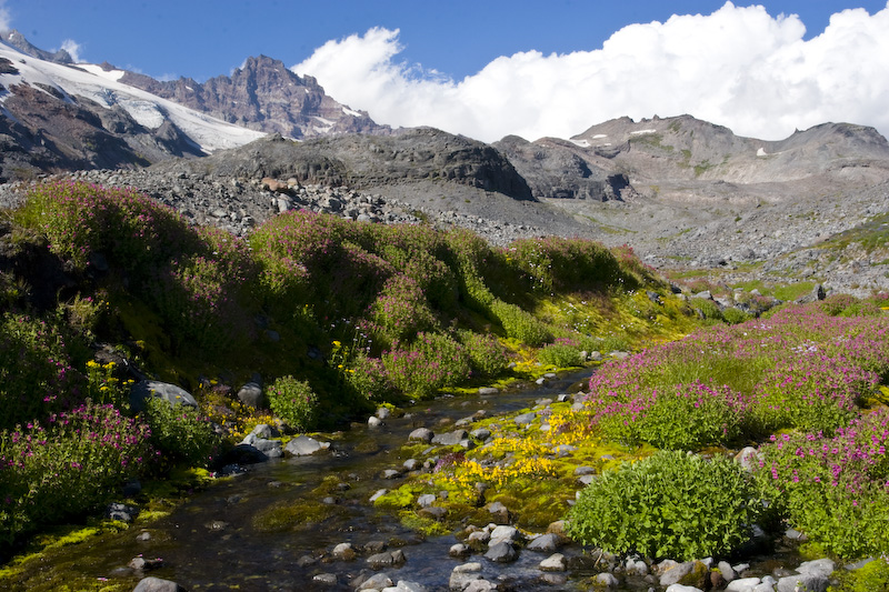 Little Tahoma Above Wildflower Lined Stream